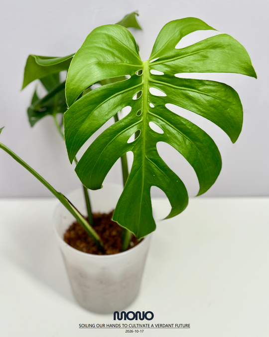 Monstera Deliciosa 'Compacta'【侏儒】[MDCOMP]