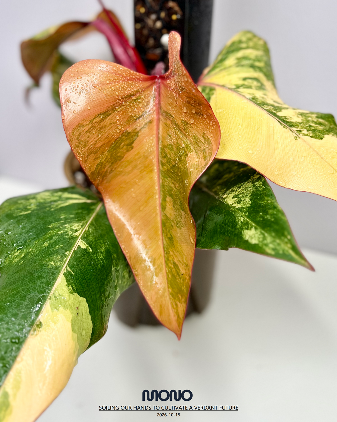 Philodendron 'Strawberry Shake'【草莓奶昔】[PHSTSH]