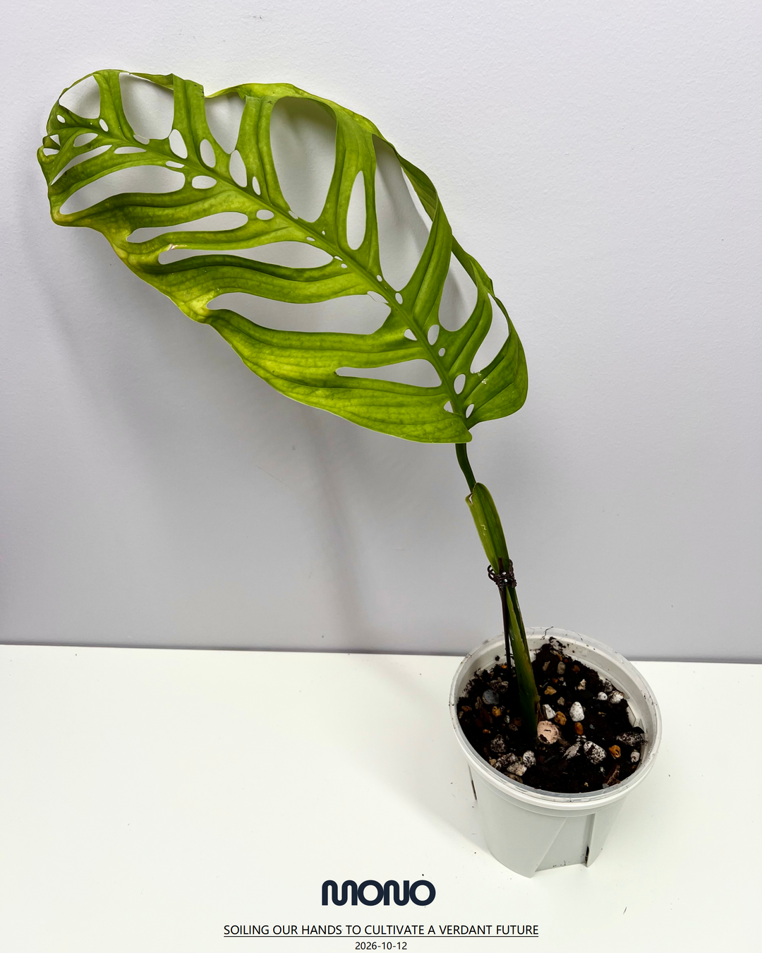 Monstera Esqueleto【Giant】【斜叶巨洞】[MEGIAN]