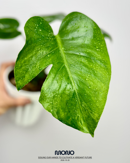 Monstera Deliciosa 'Poision Frog'【绿箭蛙】[MDPOFR]