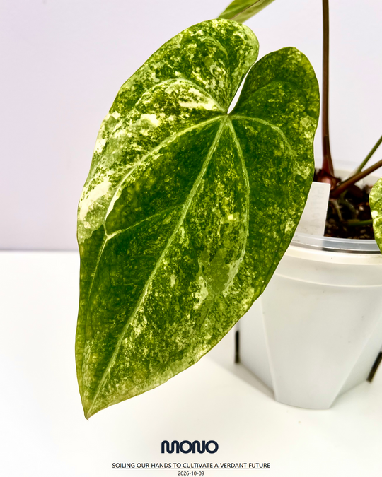 [Mono]【莫若·Papi锦】Anthurium Papillilaminum Albo Var.