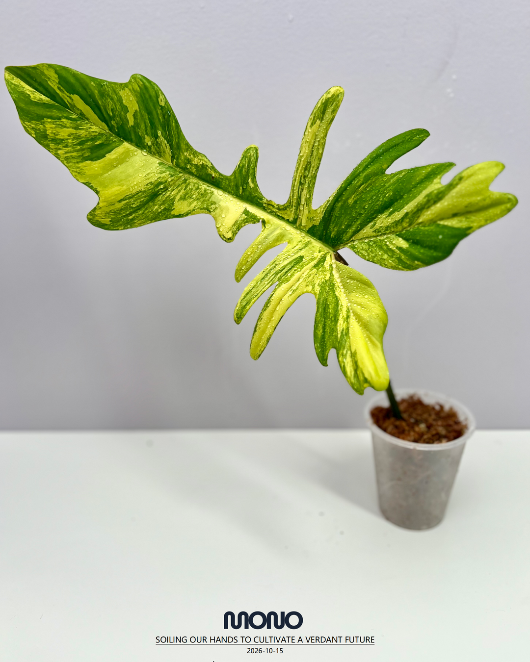 Philodendron 'Florida Beauty x Joepii' Aurea Var.【美人螳螂锦】[PHFBJO]