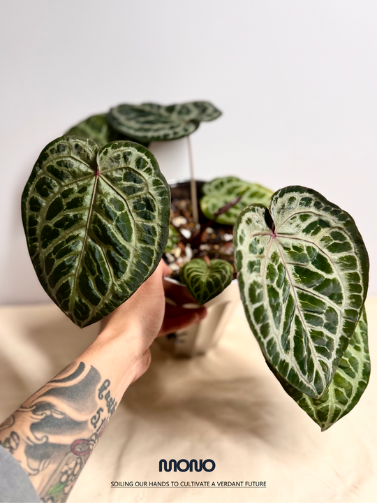 [Equator]【活性保持·荆棘鸟】Anthurium 'Thornbird'