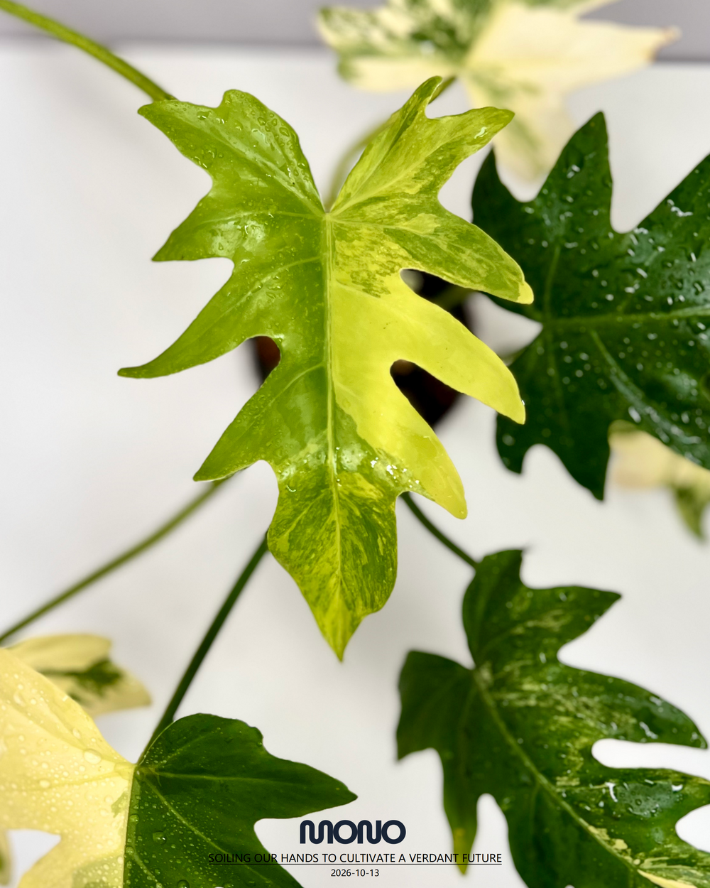 Philodendron 'Radiatum' Aurea Var.【黄锦辐射蔓绿绒】[PHRAAU]