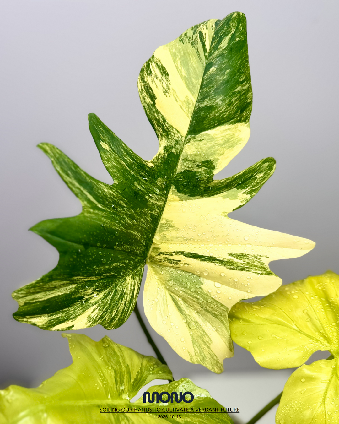 Philodendron 'Florida Beauty x Mayoi'【美人羽裂蔓绿绒】[PHFBMA]