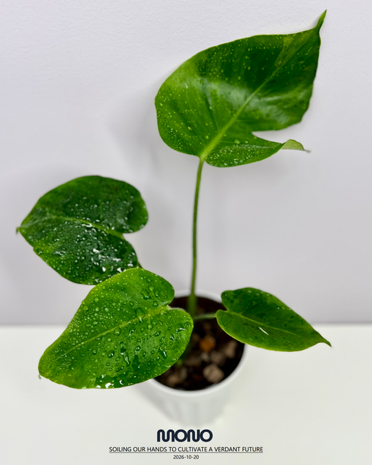 Monstera Deliciosa 'Poision Frog'【绿箭蛙】[MDPOFR]
