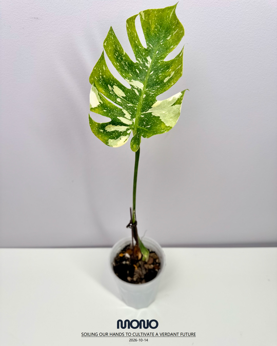 Monstera Deliciosa 'Fishbone'【鱼骨龟背竹】[MDFIBO]