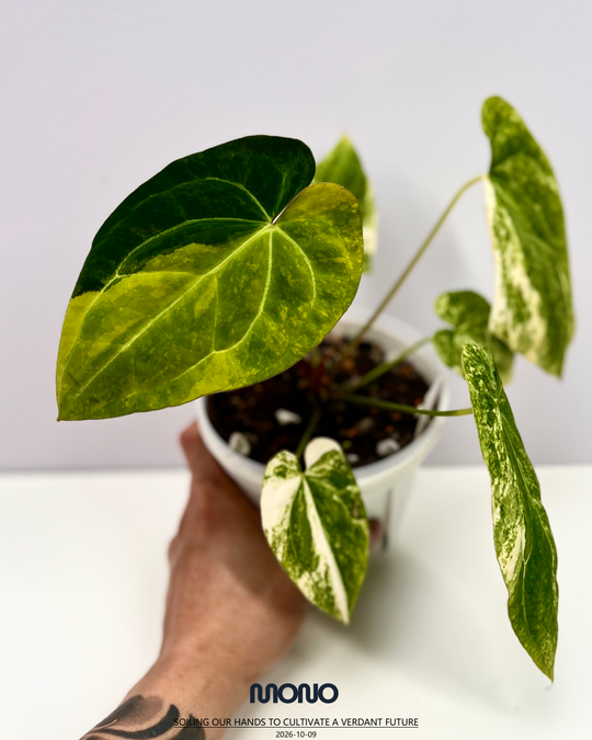 [Mono]【莫若·Papi锦】Anthurium Papillilaminum Albo Var.