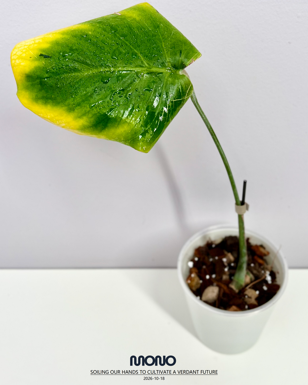 Monstera Deliciosa 'Blue Mist Lava'【青雾熔岩】[MDBMLA]