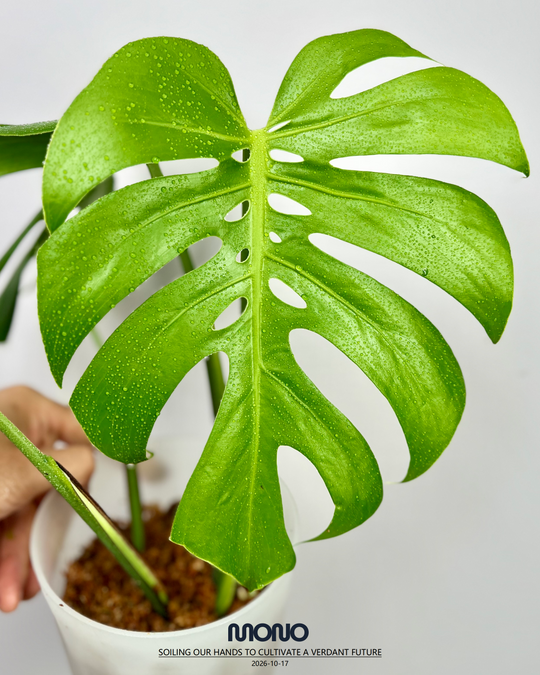 Monstera Deliciosa 'Compacta'【侏儒】[MDCOMP]