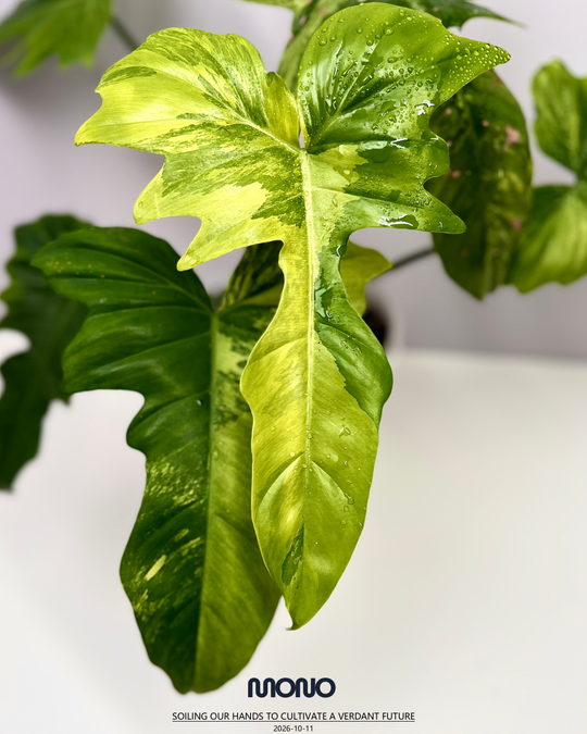 Philodendron【Goldendragon】Aurea Variegation【金龙蔓绿绒】