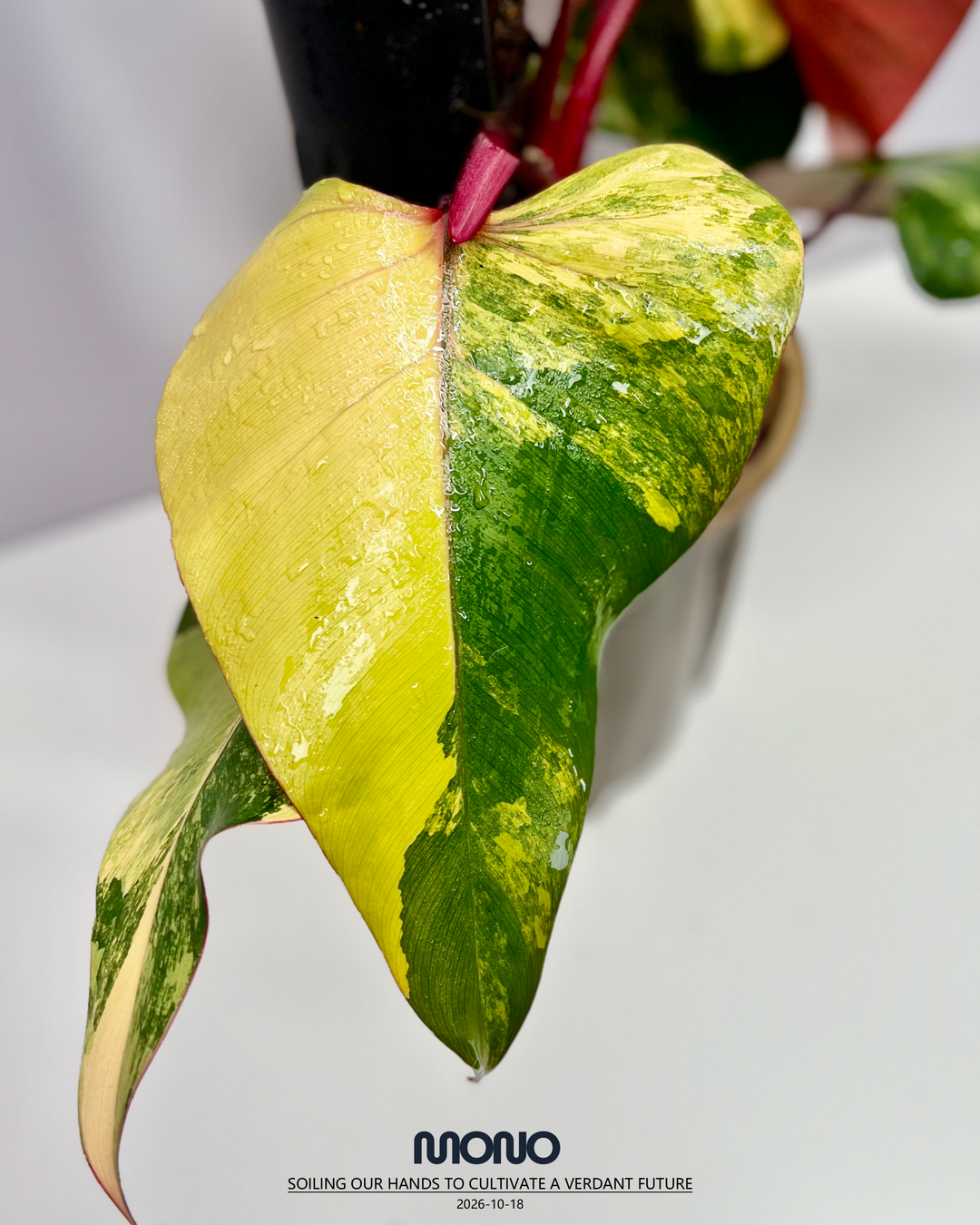Philodendron 'Strawberry Shake'【草莓奶昔】[PHSTSH]