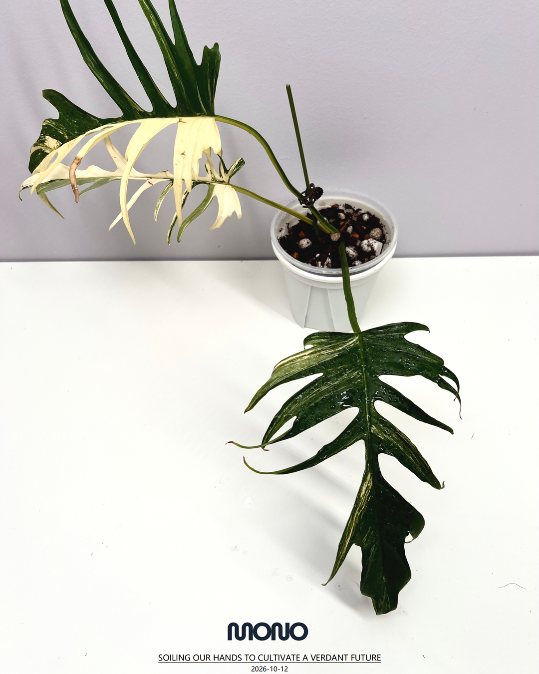 Philodendron【Florida Beauty x Tortem】【美人鱼蔓绿绒】[PHFBTT]