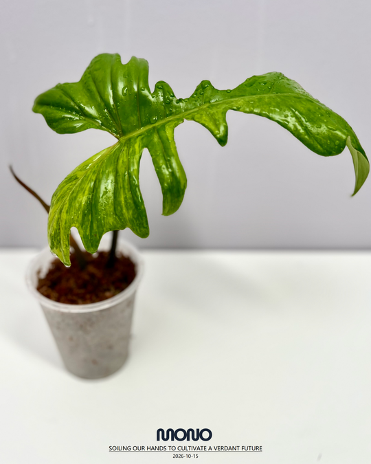 Philodendron 'Florida Beauty x Joepii' Aurea Var.【美人螳螂锦】[PHFBJO]
