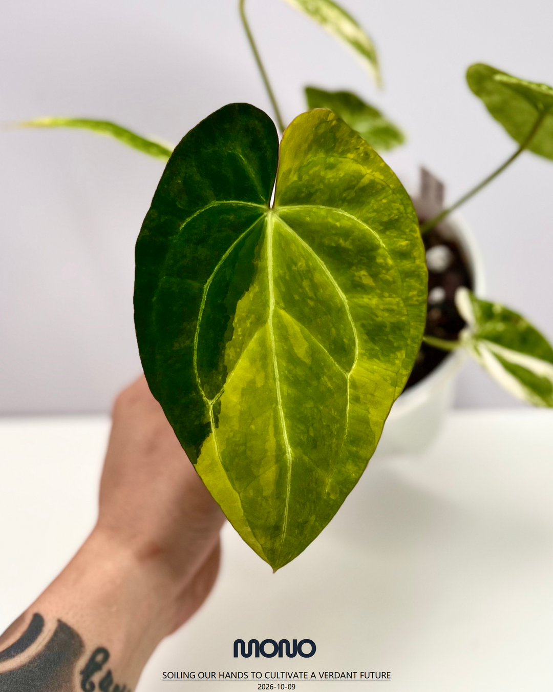 [Mono]【莫若·Papi锦】Anthurium Papillilaminum Albo Var.