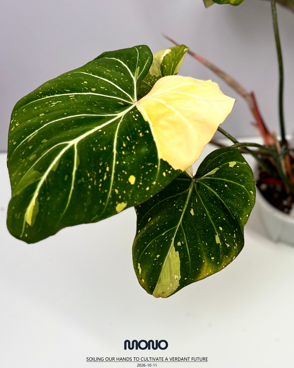 Philodendron Gloriosum Variegated【三色明脉锦】 [PHGLOV]