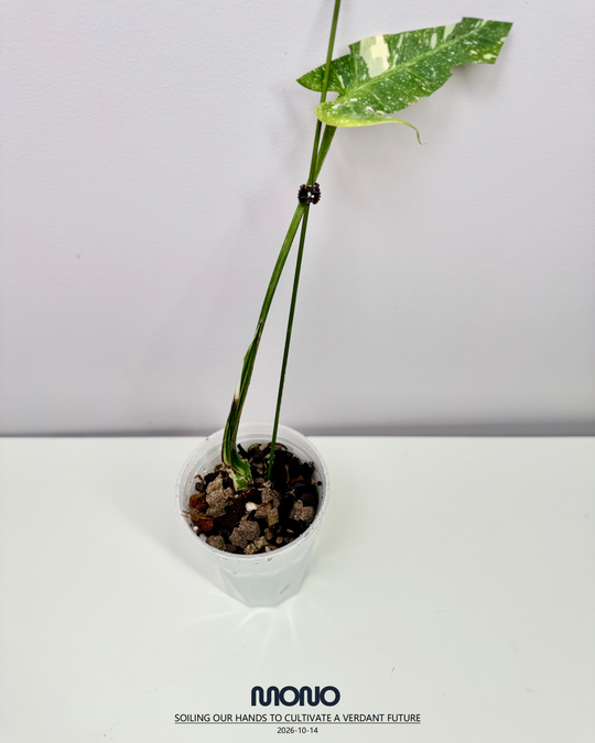 Monstera Deliciosa 'Fishbone'【鱼骨龟背竹】[MDFIBO]