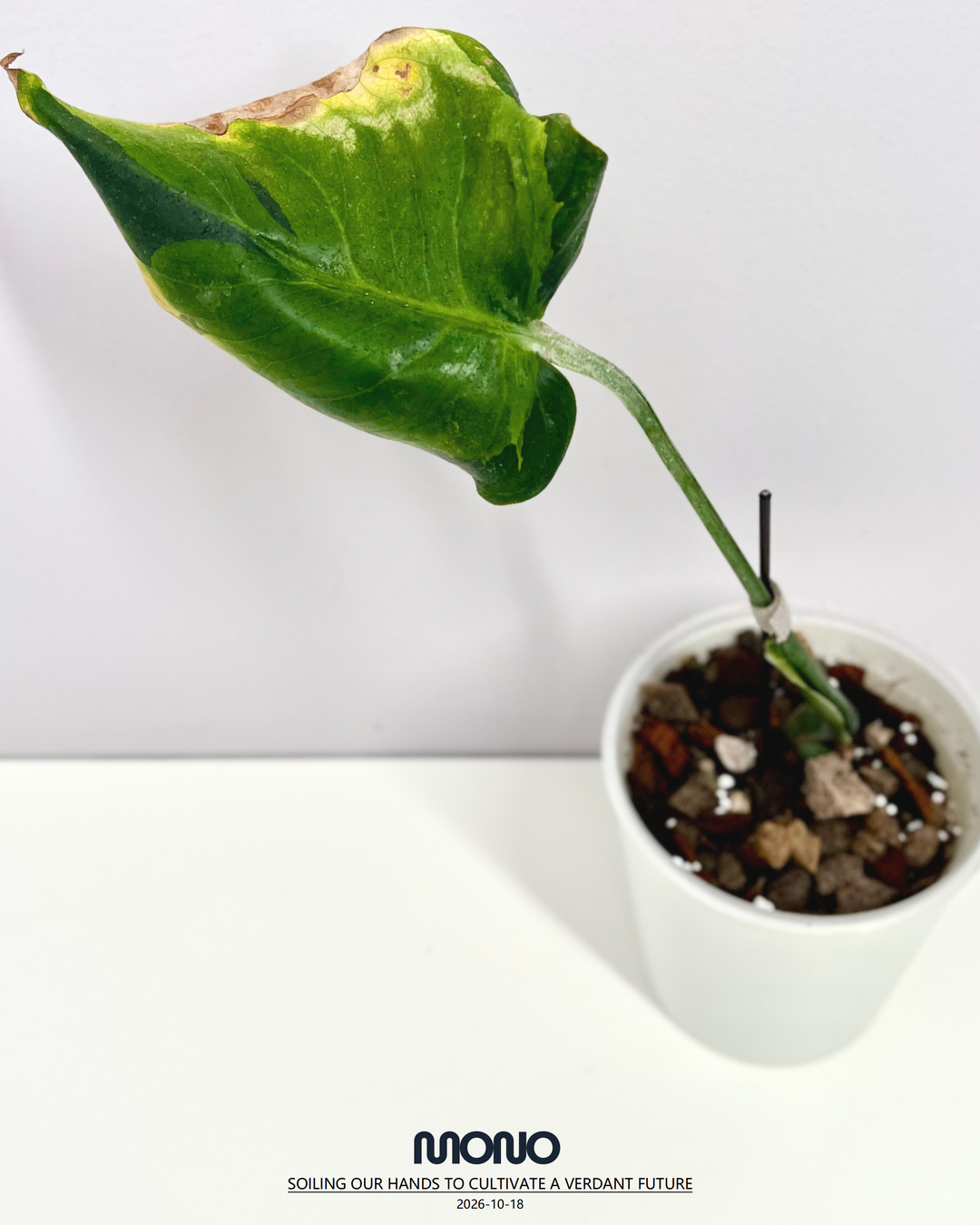 Monstera Deliciosa 'Blue Mist Lava'【青雾熔岩】[MDBMLA]