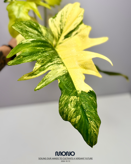 Philodendron 'Florida Beauty x Mayoi'【美人羽裂蔓绿绒】[PHFBMA]