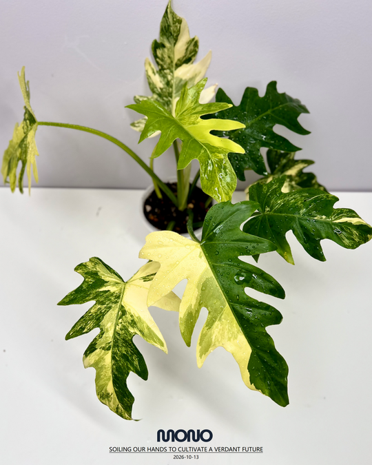 Philodendron 'Radiatum' Aurea Var.【黄锦辐射蔓绿绒】[PHRAAU]