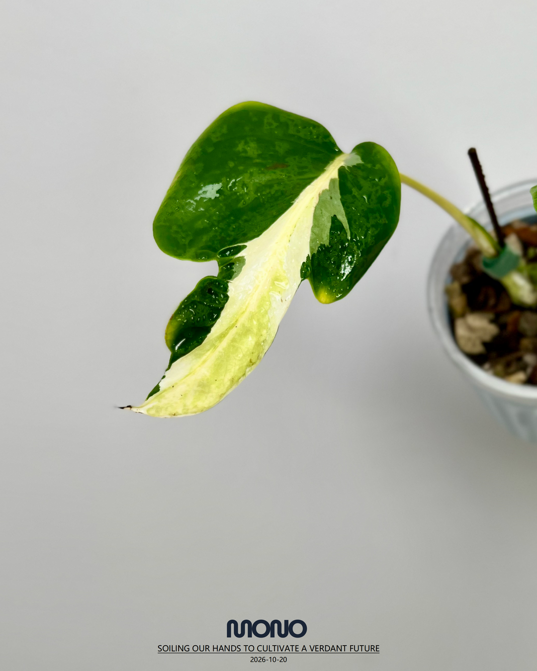 Monstera Deliciosa 'White Lave'【白熔岩】[MDWHLA]