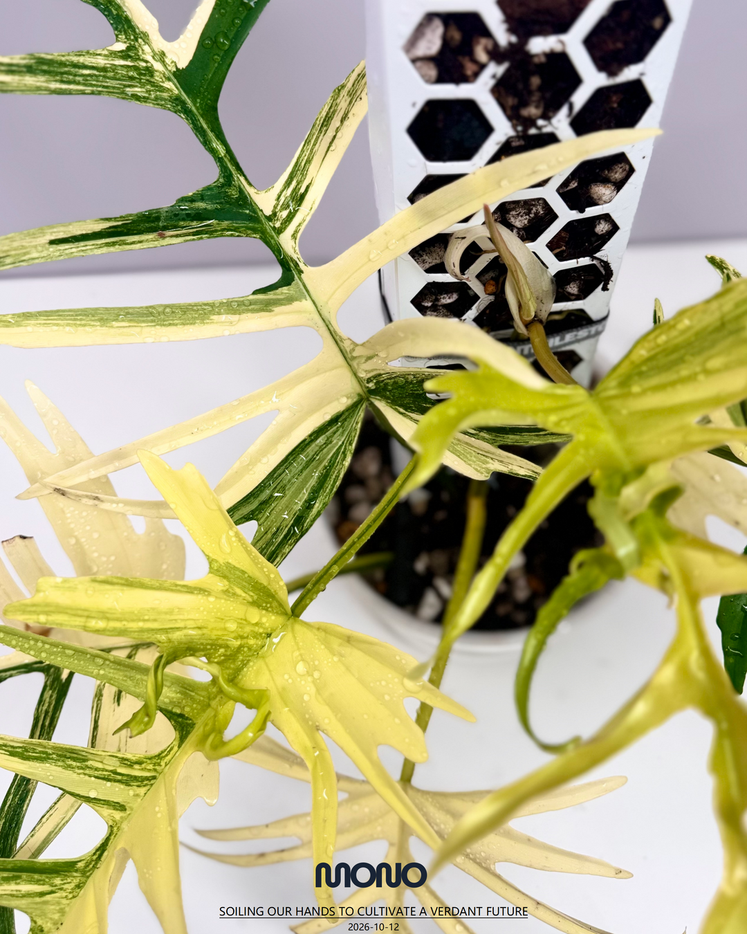 Philodendron【Florida Beauty x Tortem】【美人鱼蔓绿绒】[PHFBTT]