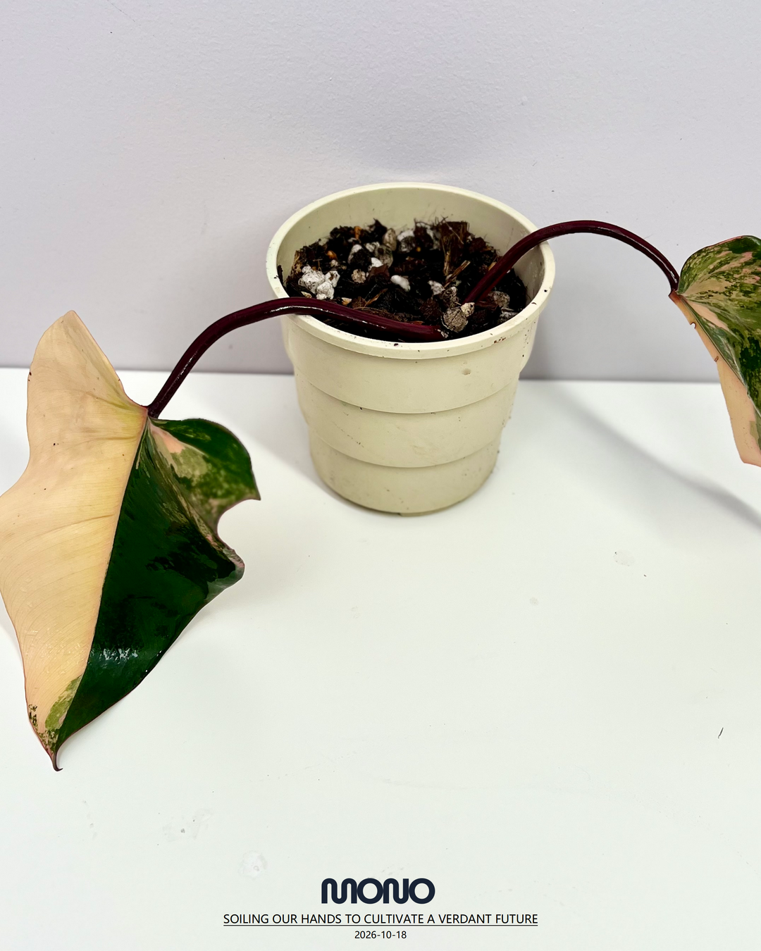 Philodendron 'Strawberry Shake'【草莓奶昔】[PHSTSH]