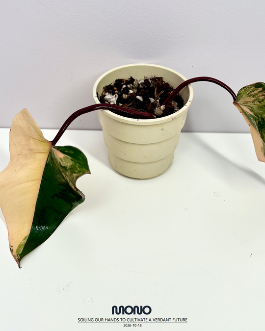 Philodendron 'Strawberry Shake'【草莓奶昔】[PHSTSH]