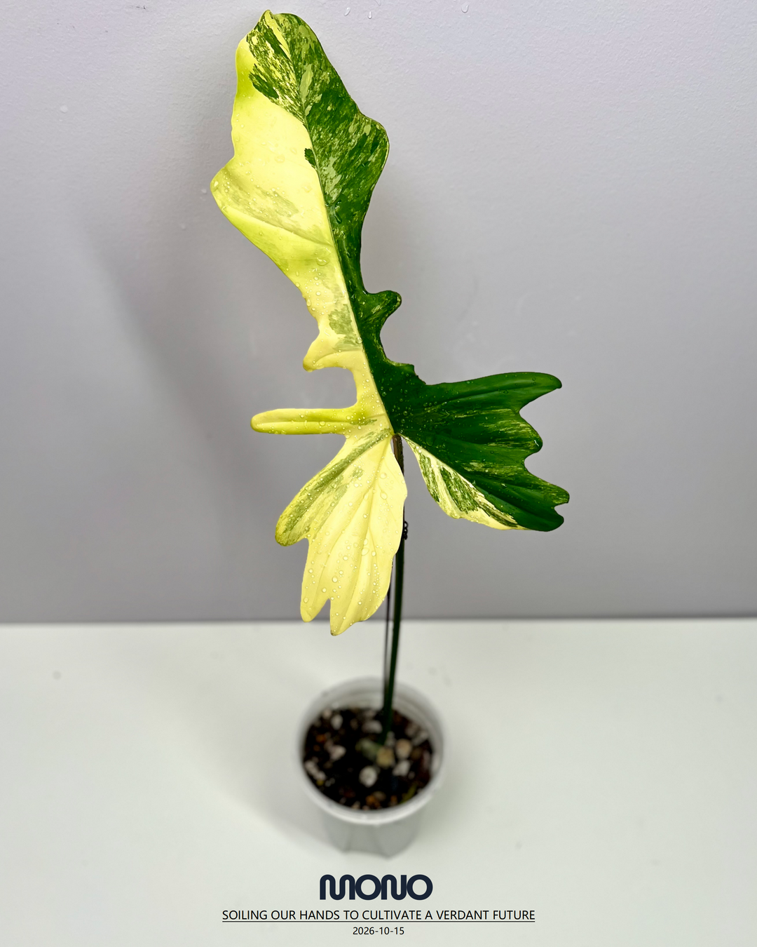 Philodendron 'Florida Beauty x Joepii' Aurea Var.【美人螳螂锦】[PHFBJO]