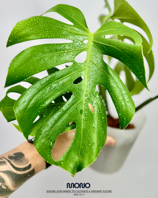 Monstera Deliciosa 'Compacta'【侏儒】[MDCOMP]