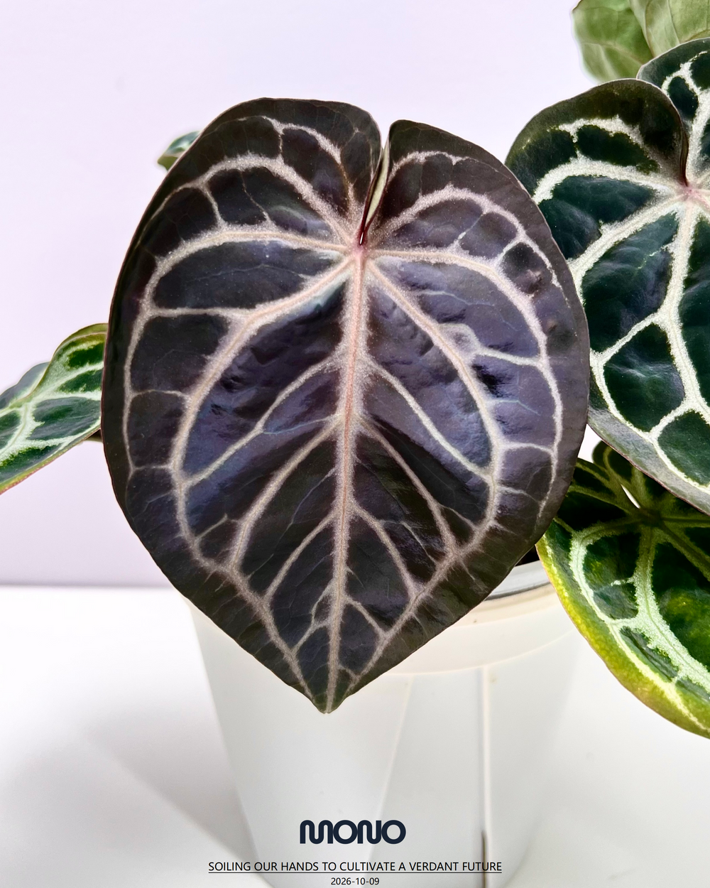 [PlantX]【植物未来·华娟紫水晶】Anthurium 'Huajuan' Red Crystallinum