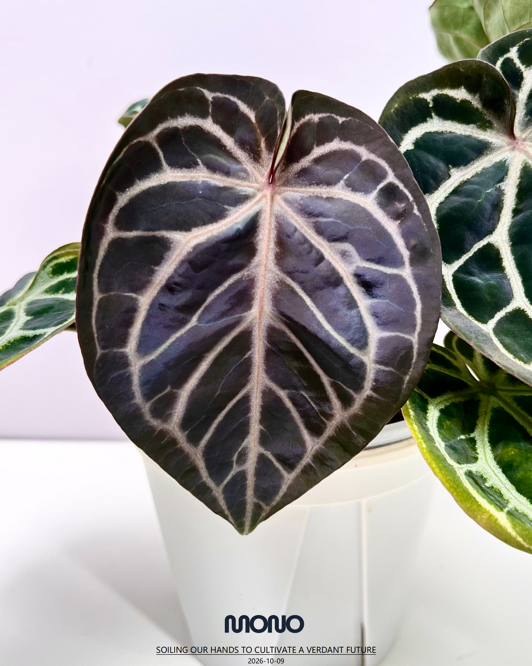 [PlantX]【植物未来·华娟紫水晶】Anthurium 'Huajuan' Red Crystallinum
