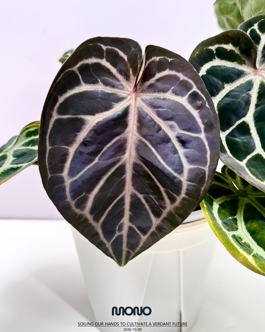[PlantX]【植物未来·华娟紫水晶】Anthurium 'Huajuan' Red Crystallinum