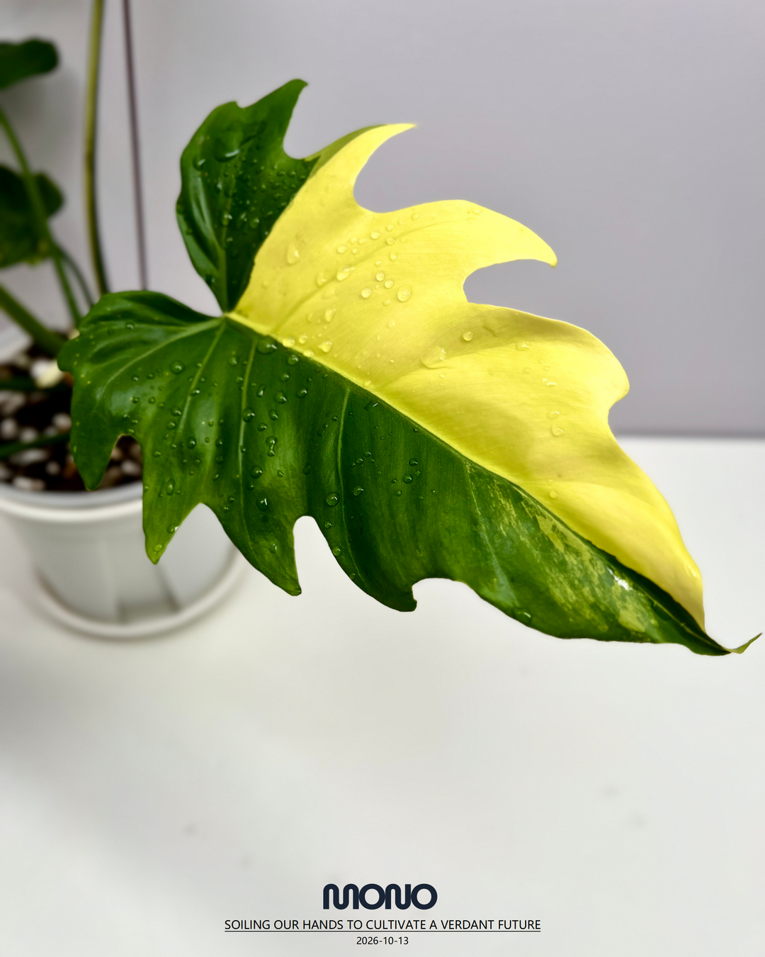 Philodendron 'Radiatum' Aurea Var.【黄锦辐射蔓绿绒】[PHRAAU]