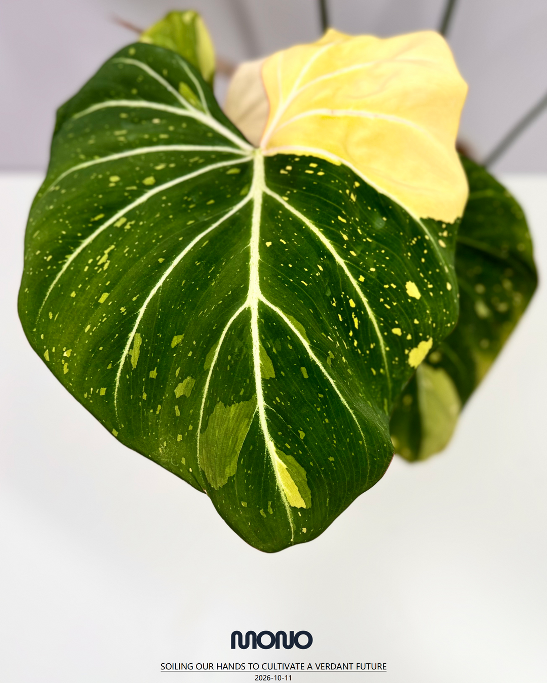 Philodendron Gloriosum Variegated【三色明脉锦】 [PHGLOV]