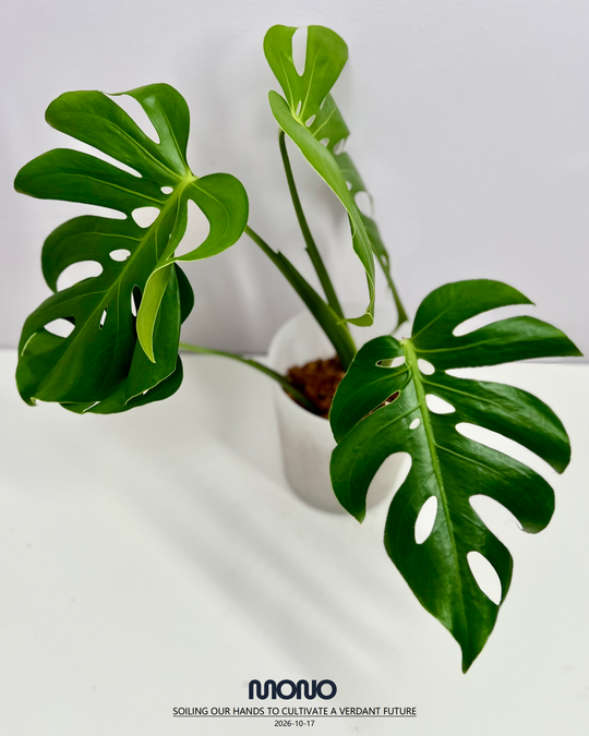 Monstera Deliciosa 'Compacta'【侏儒】[MDCOMP]