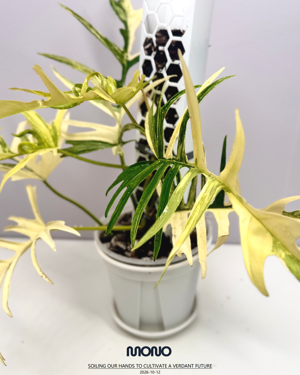 Philodendron【Florida Beauty x Tortem】【美人鱼蔓绿绒】[PHFBTT]