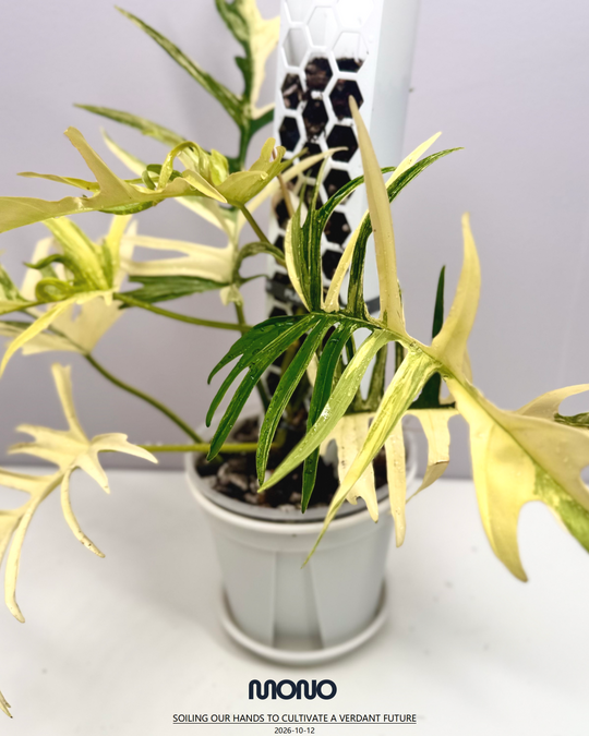 Philodendron【Florida Beauty x Tortem】【美人鱼蔓绿绒】[PHFBTT]