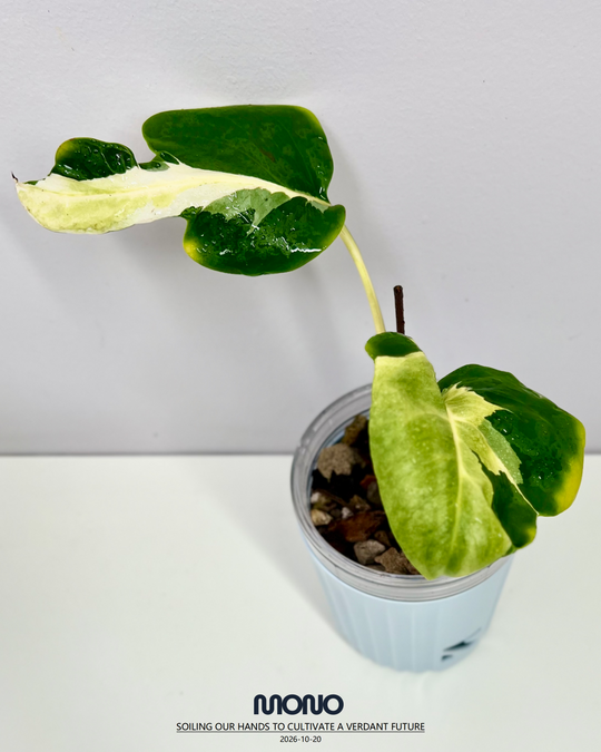 Monstera Deliciosa 'White Lave'【白熔岩】[MDWHLA]
