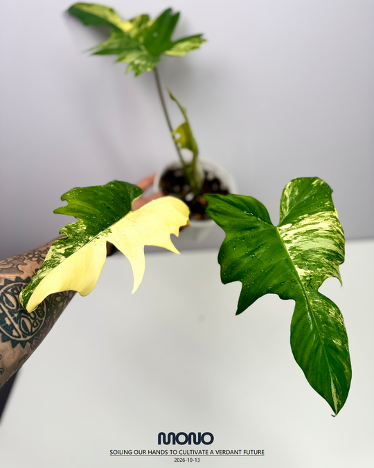 Philodendron 'Florida Beauty x Mayoi'【美人羽裂蔓绿绒】[PHFBMA]