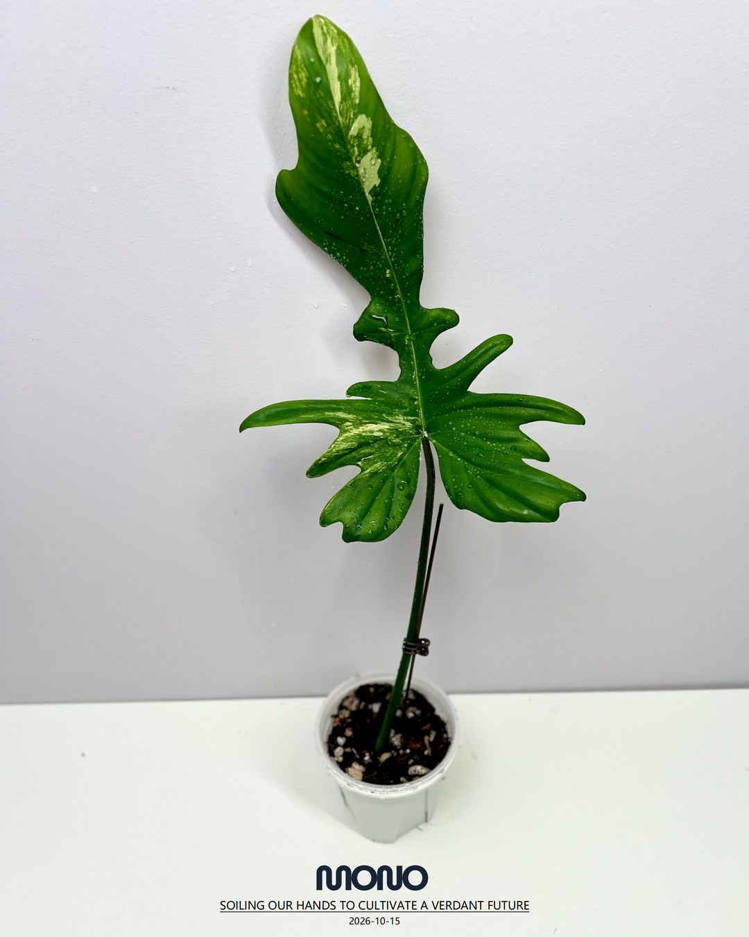 Philodendron 'Florida Beauty x Joepii' Aurea Var.【美人螳螂锦】[PHFBJO]
