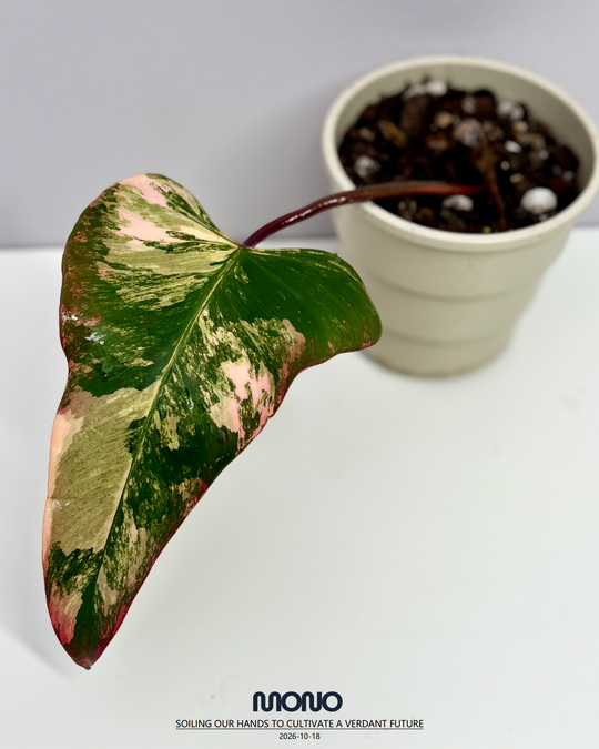 Philodendron 'Strawberry Shake'【草莓奶昔】[PHSTSH]