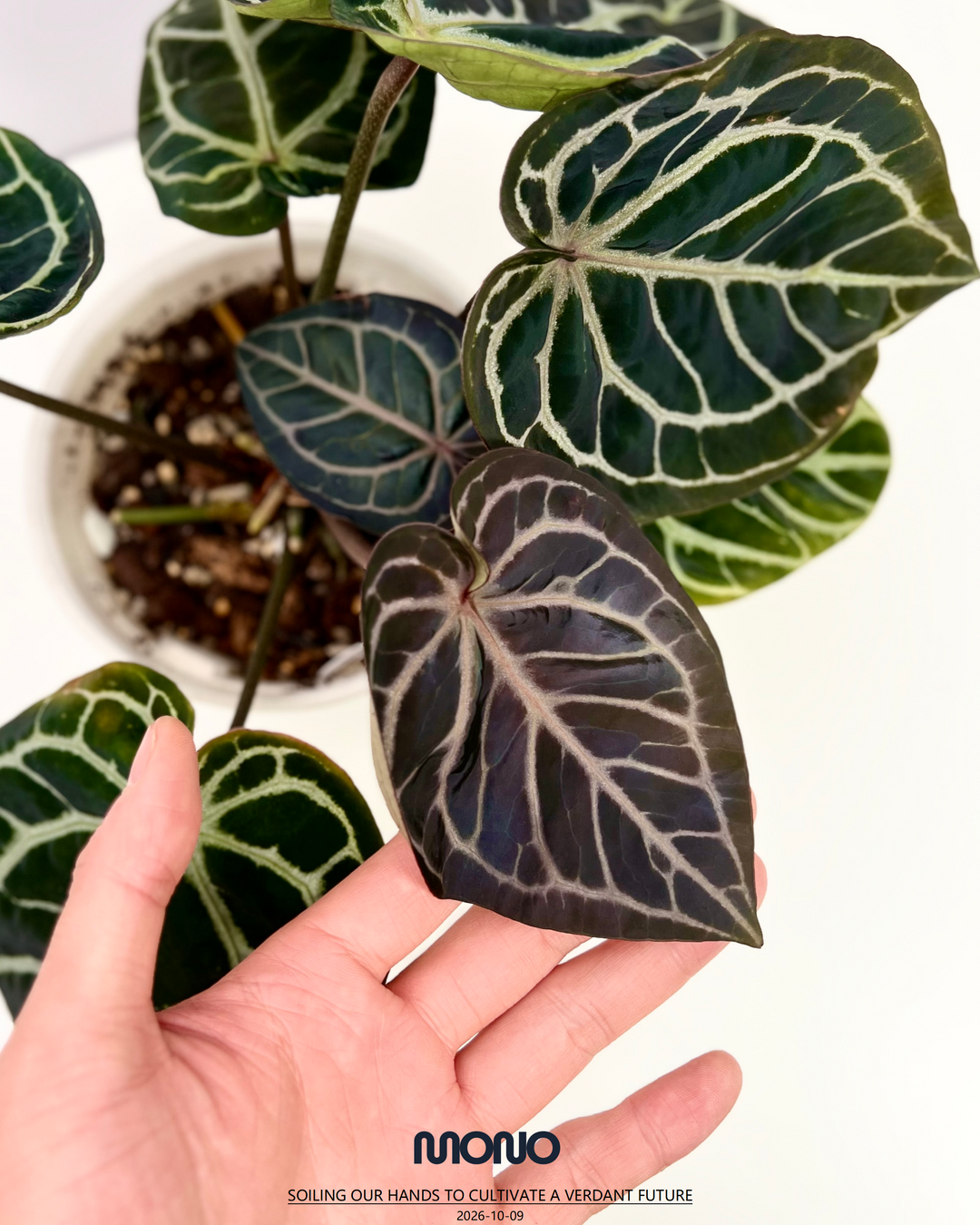 [PlantX]【植物未来·华娟紫水晶】Anthurium 'Huajuan' Red Crystallinum