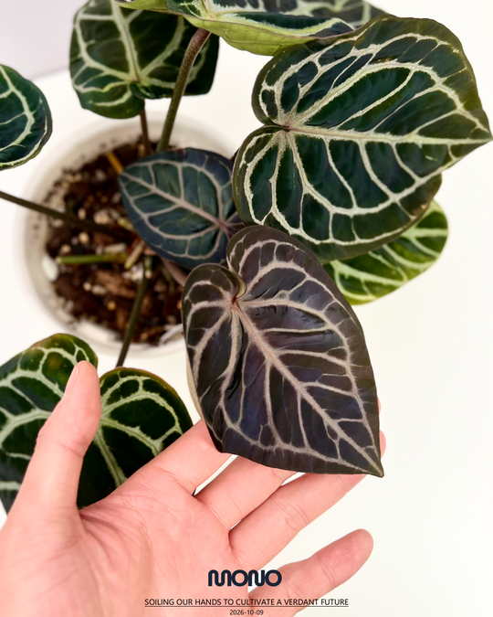 [PlantX]【植物未来·华娟紫水晶】Anthurium 'Huajuan' Red Crystallinum