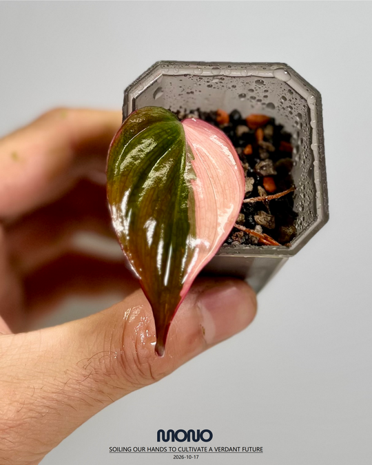 Philodendron 'Micans' True Pink Var.【纯粉云母锦】[PHMITP]