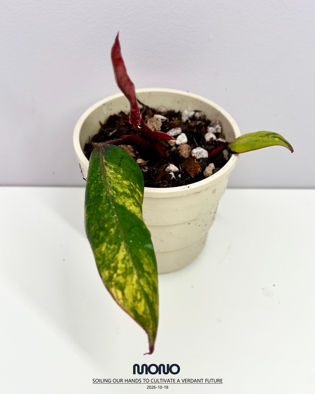 Philodendron 'Strawberry Shake'【草莓奶昔】[PHSTSH]