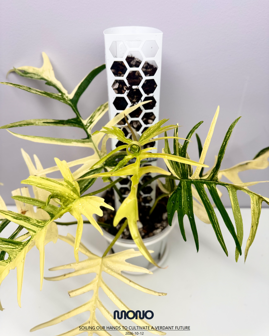 Philodendron【Florida Beauty x Tortem】【美人鱼蔓绿绒】[PHFBTT]