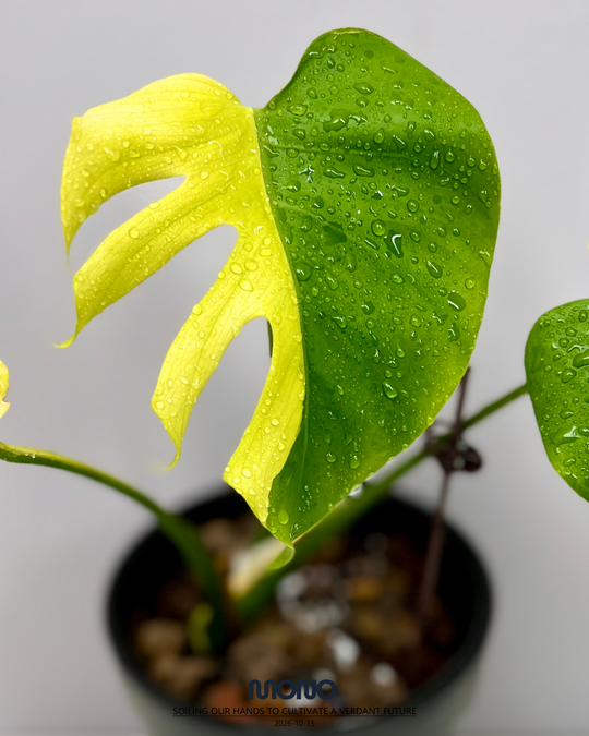 Monstera Deliciosa 'Lemon Lime'【芝士】[MDLELI]