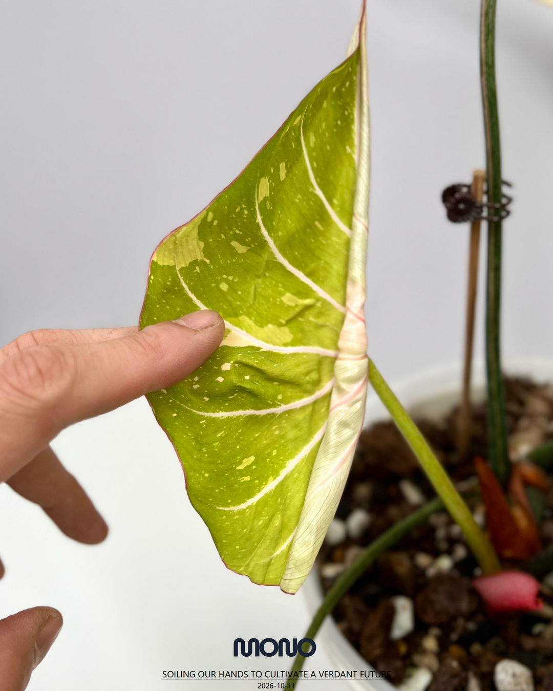 Philodendron Gloriosum Variegated【三色明脉锦】 [PHGLOV]
