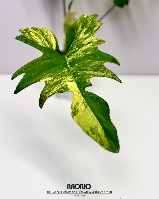 Philodendron 'Florida Beauty x Mayoi'【美人羽裂蔓绿绒】[PHFBMA]